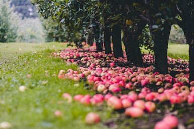 Apples in Abundance