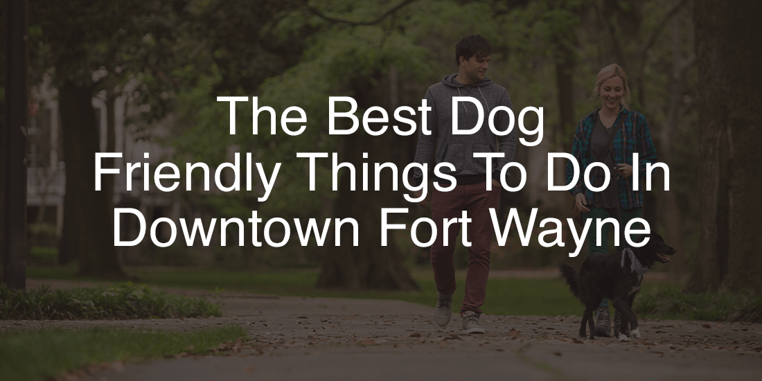 Best Dog Friendly Things